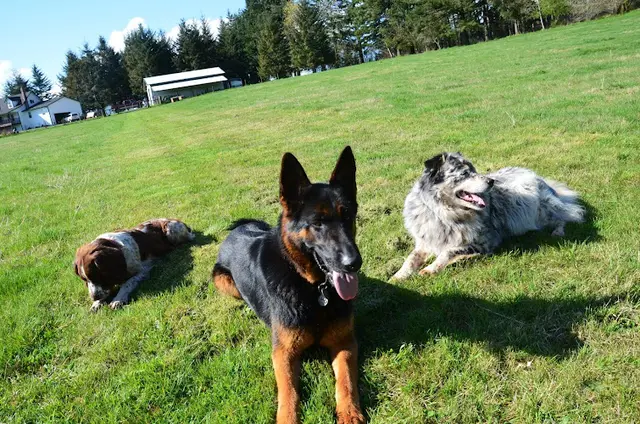 Pet boarding service Bark Run Play dog boarding and daycare Vancouver