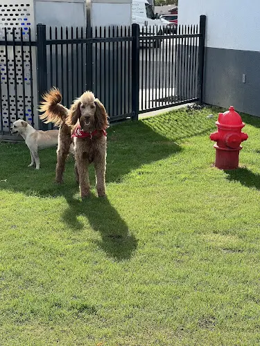 Dog Park Samco DogPark Bakersfield