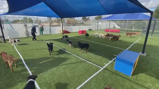 Dog Grooming The Ranch Pet Resort & Spa Livermore