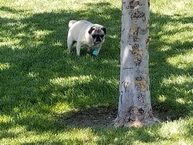 Dog Park Spencer's Crossing Sports Park, Valley-Wide Recreation and Park District Temecula