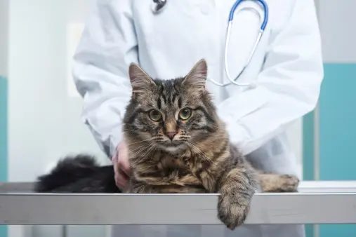 Pet boarding service Veterinarian Care of Inglewood Inglewood