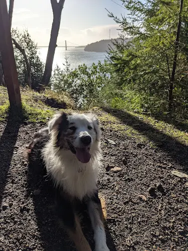 Dog Park Point Defiance Dog Park Tacoma