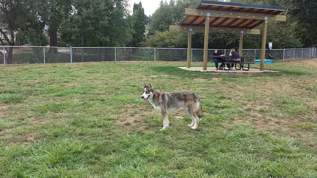 Dog Park Scappoose Veterans Park - Dog Park Hillsboro