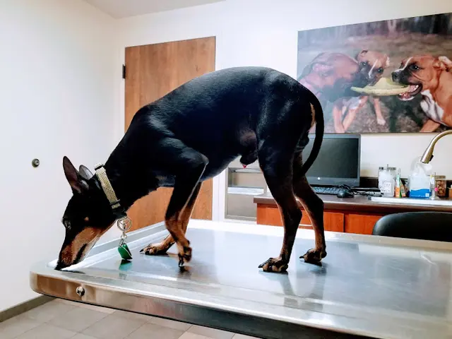 Rescue & Shelter VCA PetCare West Veterinary Hospital Santa Rosa
