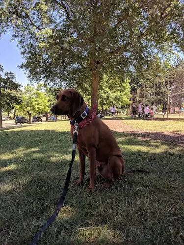 Dog Park Alberta Park Gresham