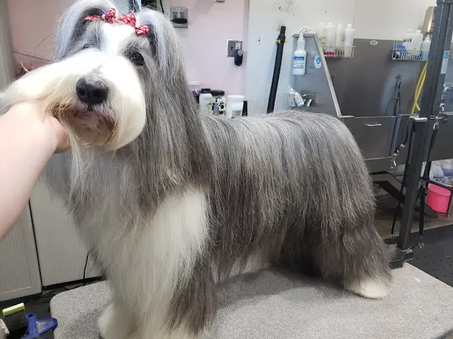 Dog day care center Bonnie's Pampered Pets Corona