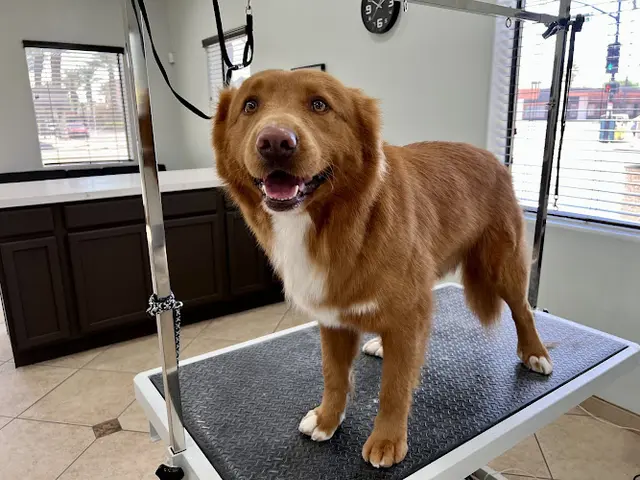 Pet boarding service Puppy Paws LLC Indio