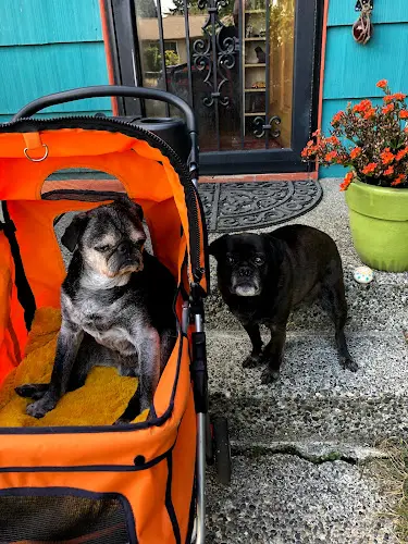 Dog walker Close to Home Pet Services LLC. Seattle