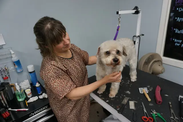 Dog Grooming Pawsitively Groomed Pet Salon San Mateo