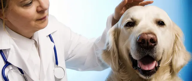 Dog day care center High Desert Animal Care Hospital Palmdale