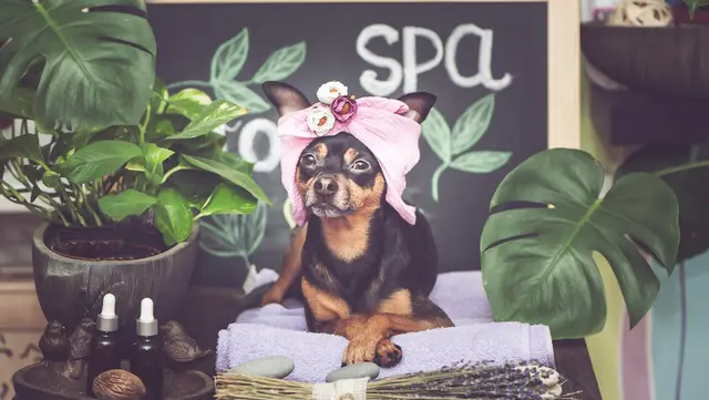 Dog Grooming Balanced Dog Grooming Inglewood
