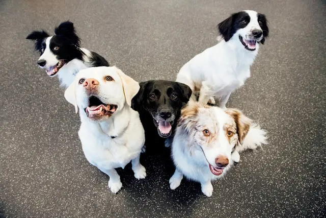 Pet vet Dogtopia of San Marcos San Marcos