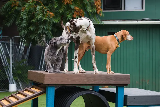 Dog day care center Dogs Dig It Portland