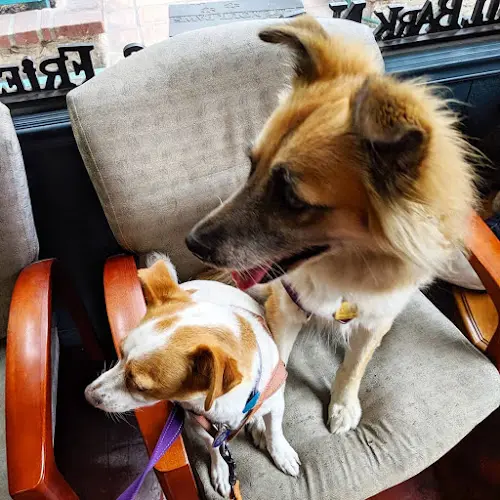 Pet vet L A Central Animal Hospital Los Angeles