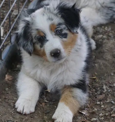 Dog breeder TooMiniAussies Chico