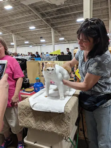 Rescue & Shelter San Diego Cat Fanciers Oceanside