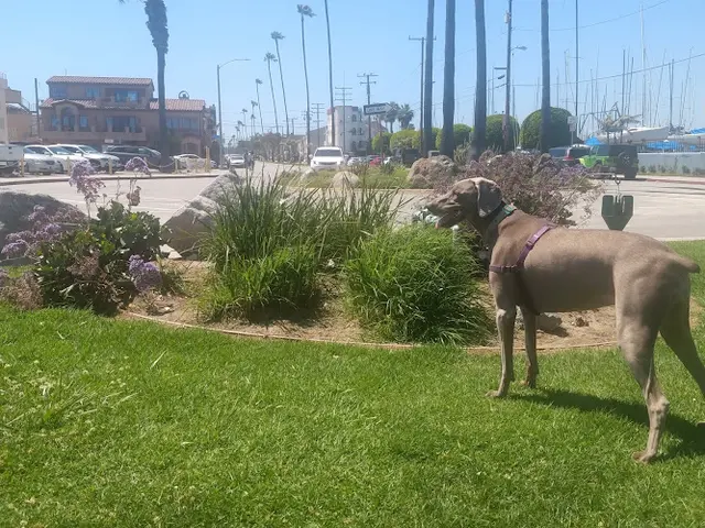 Dog Park Alamitos Park Long Beach