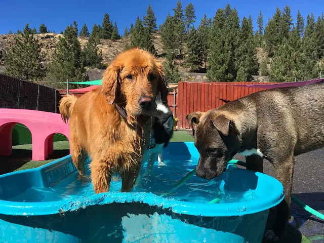 Dog day care center Truckee-Tahoe Pet Lodge Stockton