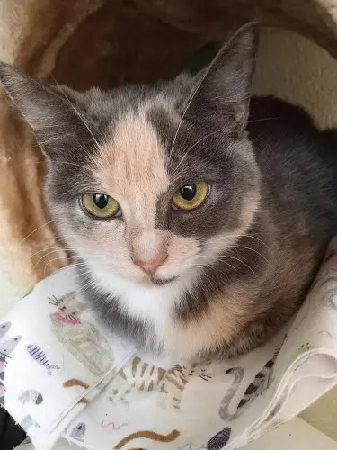 Rescue & Shelter Rescued Animals In Need (Rain) Redding