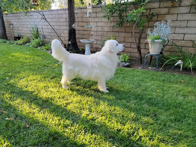 Dog Grooming Precious Pets Grooming Salon Santa Clarita