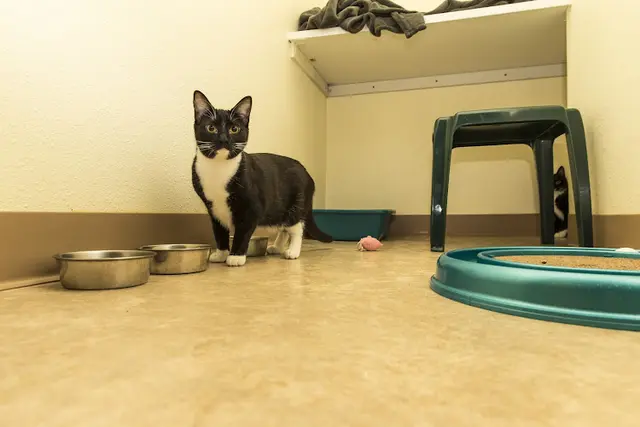Dog day care center Auntie's Cat Kennels Eugene