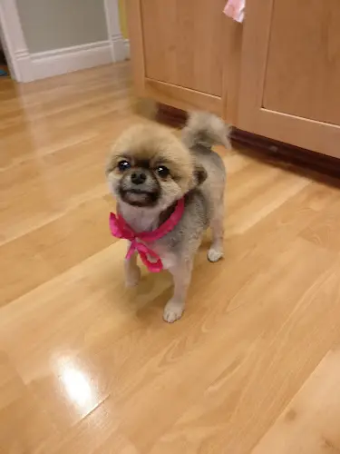 Dog Grooming Dogs Day Bowtique Grooming Salon Anchorage