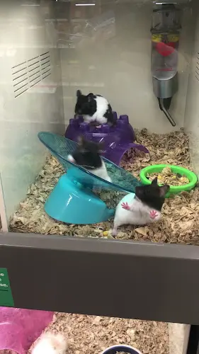 Dog day care center Pet Supplies Plus - Long Beach, CA Long Beach