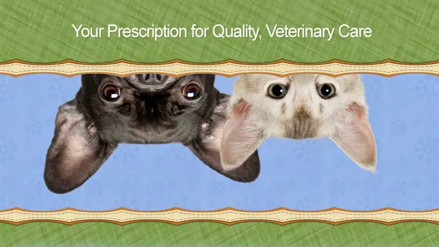 Pet boarding service Camden Pet Hospital San Jose