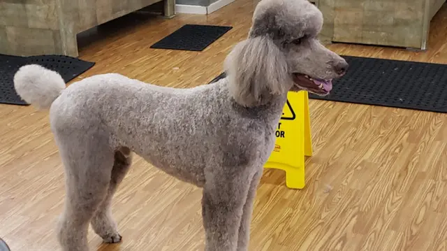 Dog trainer Pawsitive Image Dog Salon Spokane