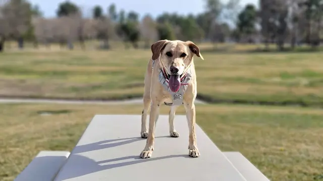 Dog Park Doris Davies Park Victorville