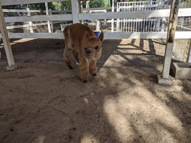 Rescue & Shelter The Alpaca Hacienda Temecula