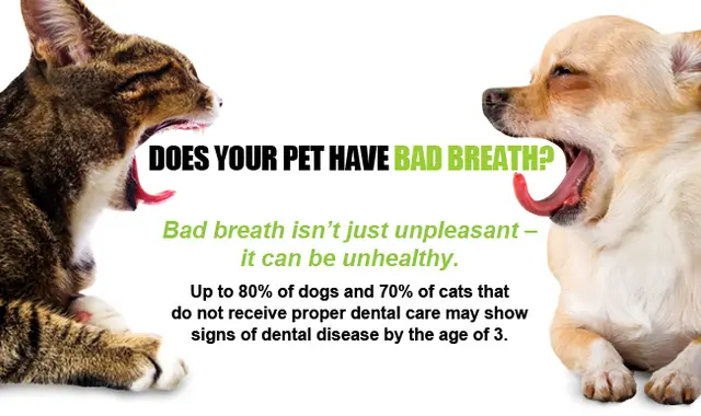 Pet boarding service Orange Pet Clinic Anaheim