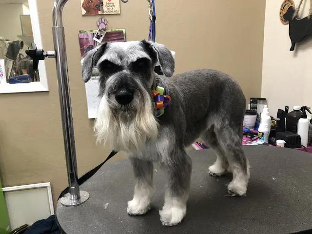 Dog Grooming the Groomery San Jose
