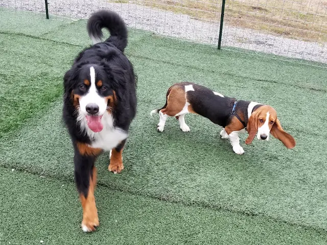 Dog day care center Palouse Pooch Playground Spokane