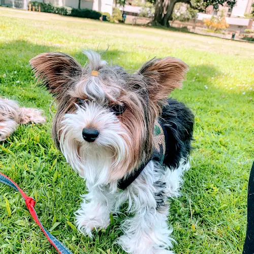 Dog day care center Precious Pet Care San Diego Chula Vista