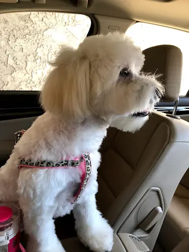 Dog Grooming Pet Lovers Dog Grooming Fullerton