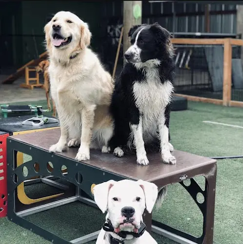 Dog trainer Enzos Dog Training Beaverton