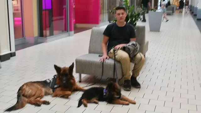 Dog breeder Tiltonhaus German Shepherds Federal Way