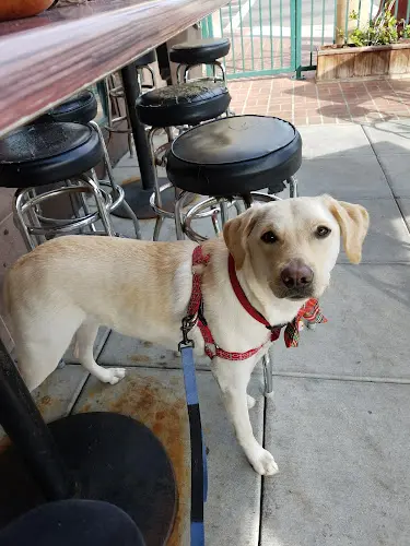 Dog walker Breakwater Brewing Co. Oceanside