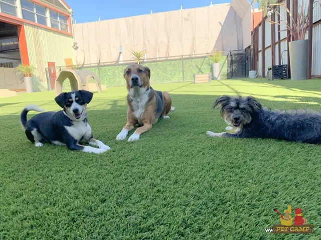 Dog day care center Pet Camp San Francisco San Francisco