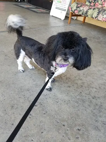 Dog breeder Your Elegant Pet Long Beach