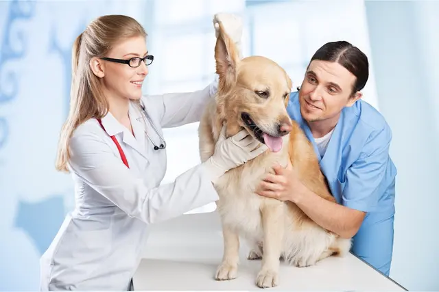 Pet vet Maple Leaf Pet Corner Kirkland