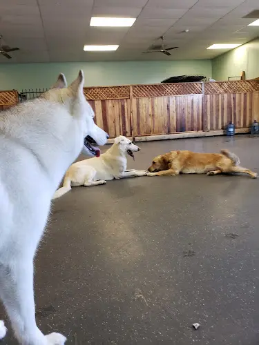 Dog Grooming PET DYNASTY Boarding, Daycare, Grooming, & Training Vallejo