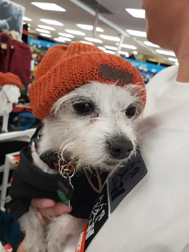 Rescue & Shelter Petco Sunnyvale