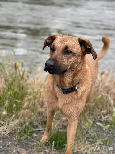 Dog breeder Yakima Valley Pet Rescue Yakima