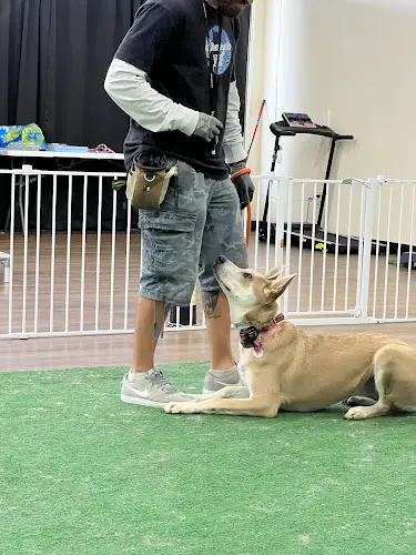 Dog trainer Strategic K9 Training LLC San Diego