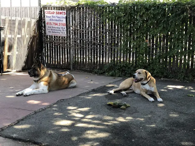 Dog trainer Cheap Shots, Second to None Pet Services - Veterinarian & Animal Hospital San Leandro