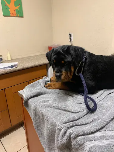 Dog day care center Geisert Animal Hospital Stockton