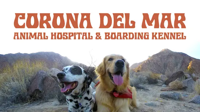 Pet vet Corona del Mar Animal Hospital Corona