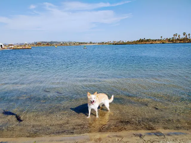 Dog Park Fiesta Island Dog Park San Diego